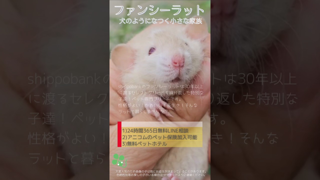 2024.09.19up #ファンシーラット ヒマラヤンエセックスブリッスルダンボ メス 横浜市のペット専門ネズミブリーダー　お問い合わせ・来店予約はHPより