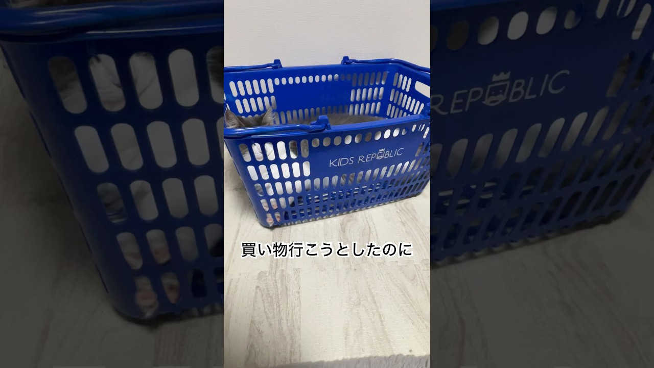 🐈😴#cute #short