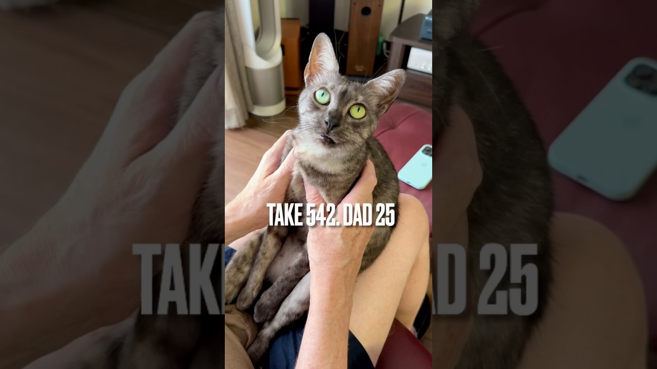 #フランス語 簡単な単語ならわかるけど こう語られちゃあさっぱりわかんにゃいにゃ‼️#egyptianmaucat #エジプシャンマウの仲間たち #ブラックジョーク#エジプシャンマウ #shorts