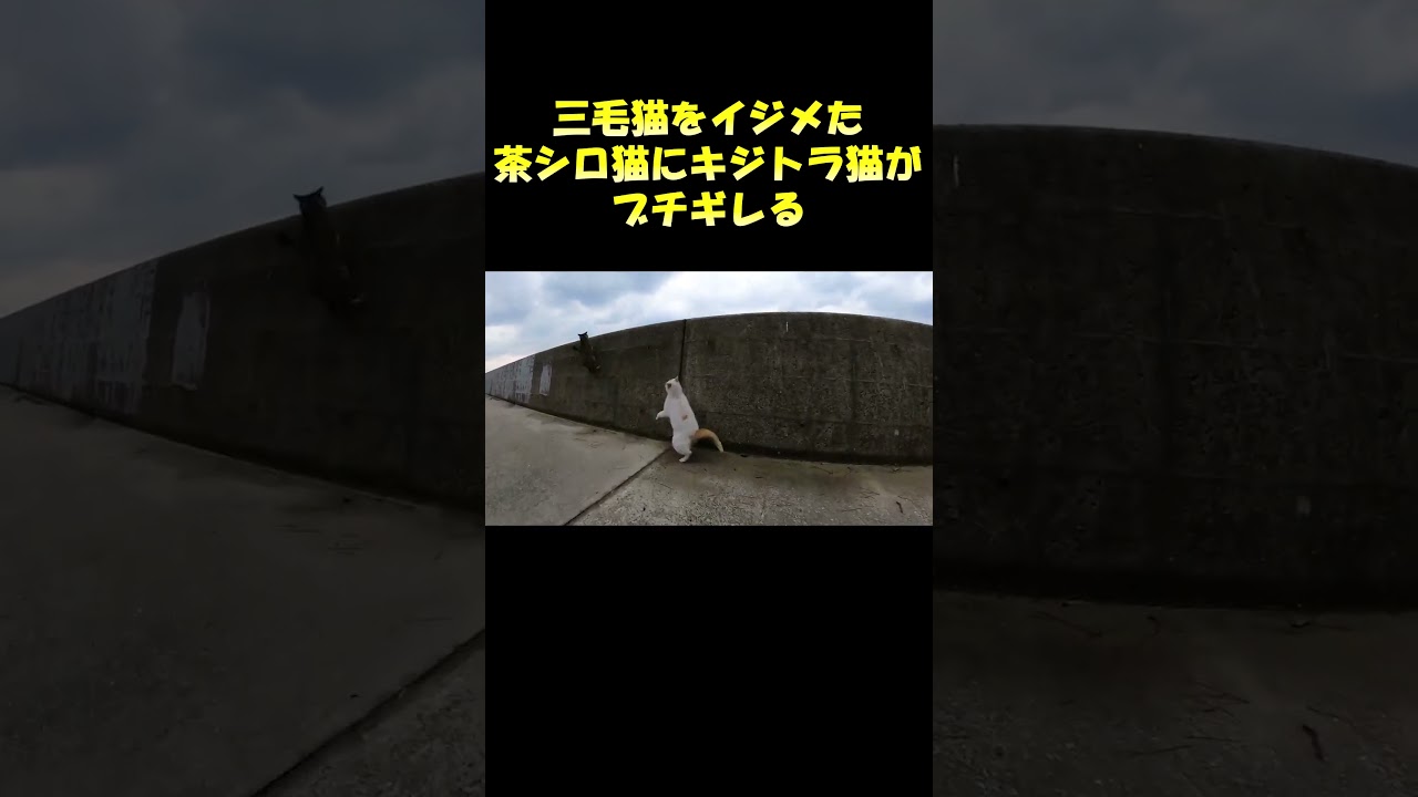 三毛猫をイジメた茶シロ猫にキジトラ猫がブチギレる #猫 #野良猫 #cat