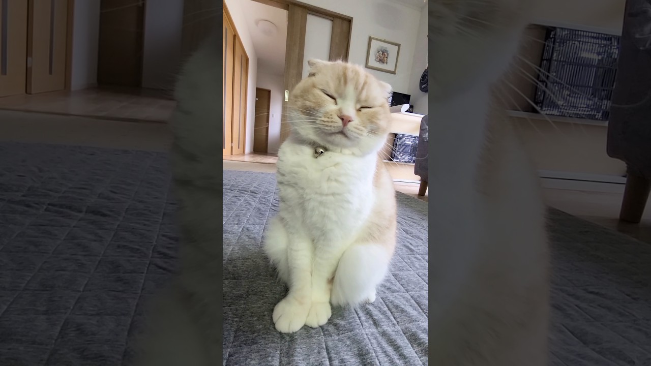 睡魔と戦う猫がかわいい...笑#shorts