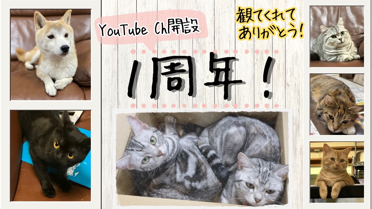 【猫娘・犬娘の歩み　チャンネル開設１周年　ダイジェストその１】アニマルハウスの娘たち 総集編