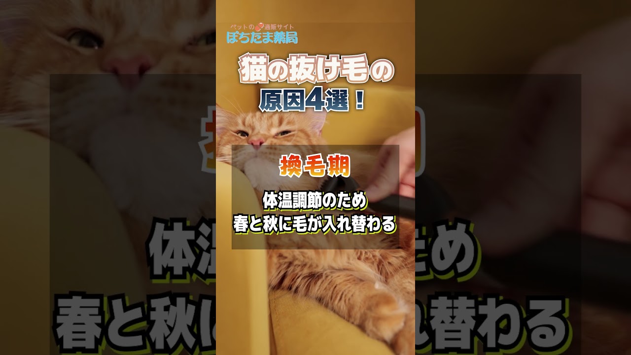 大量抜け毛？！猫の抜け毛は換毛期だけじゃない！原因4選！#shorts #猫 #換毛期 #猫のいる暮らし #抜け毛