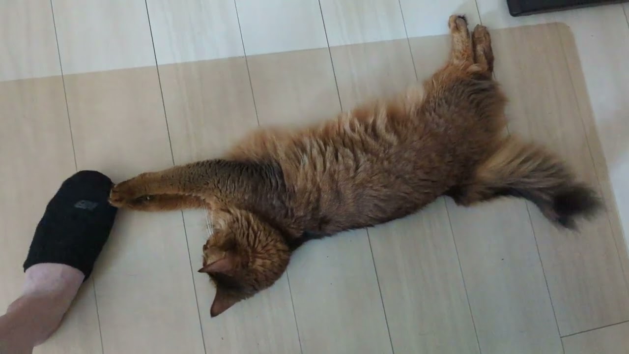 【976日目】手と足 #ソマリ #cat