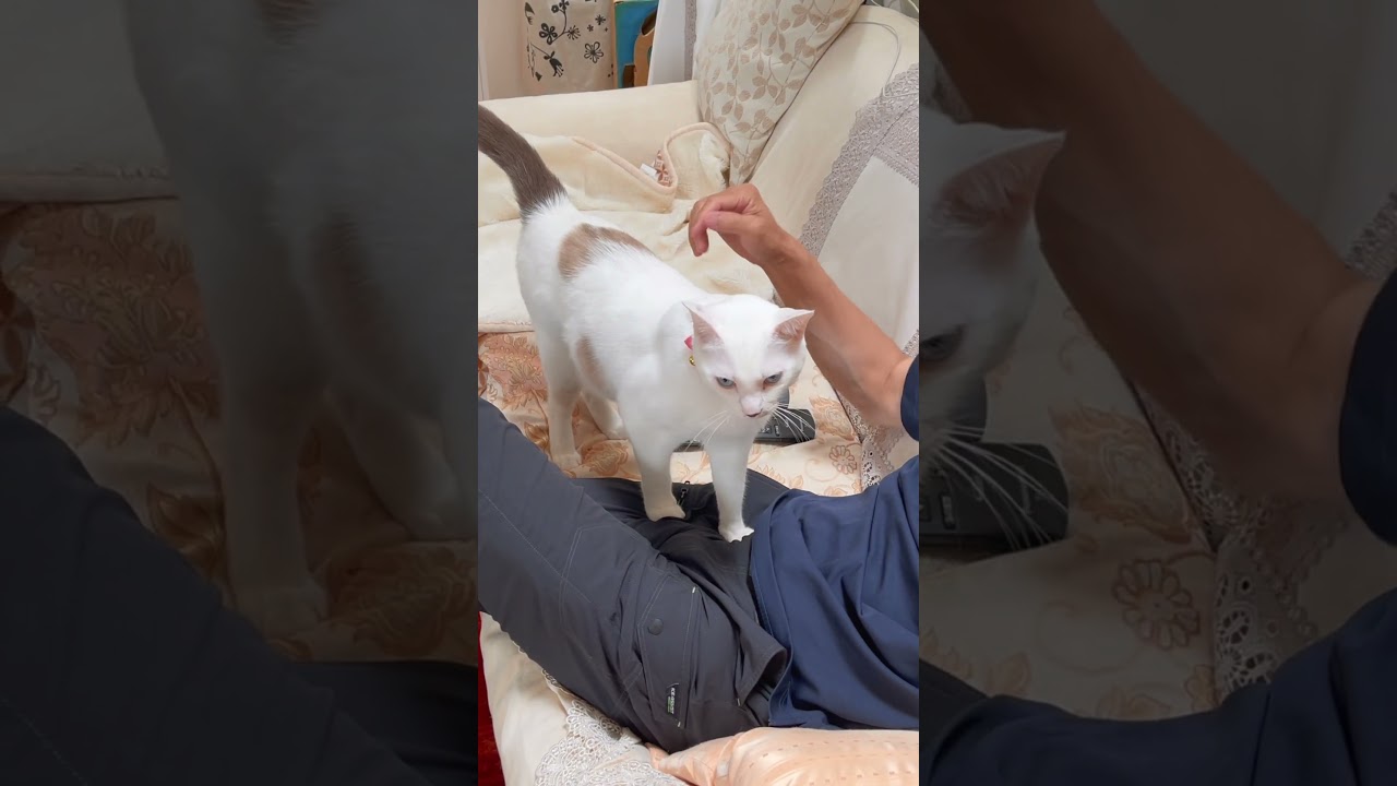 パパに甘えたい時の弟猫の圧が凄すぎる