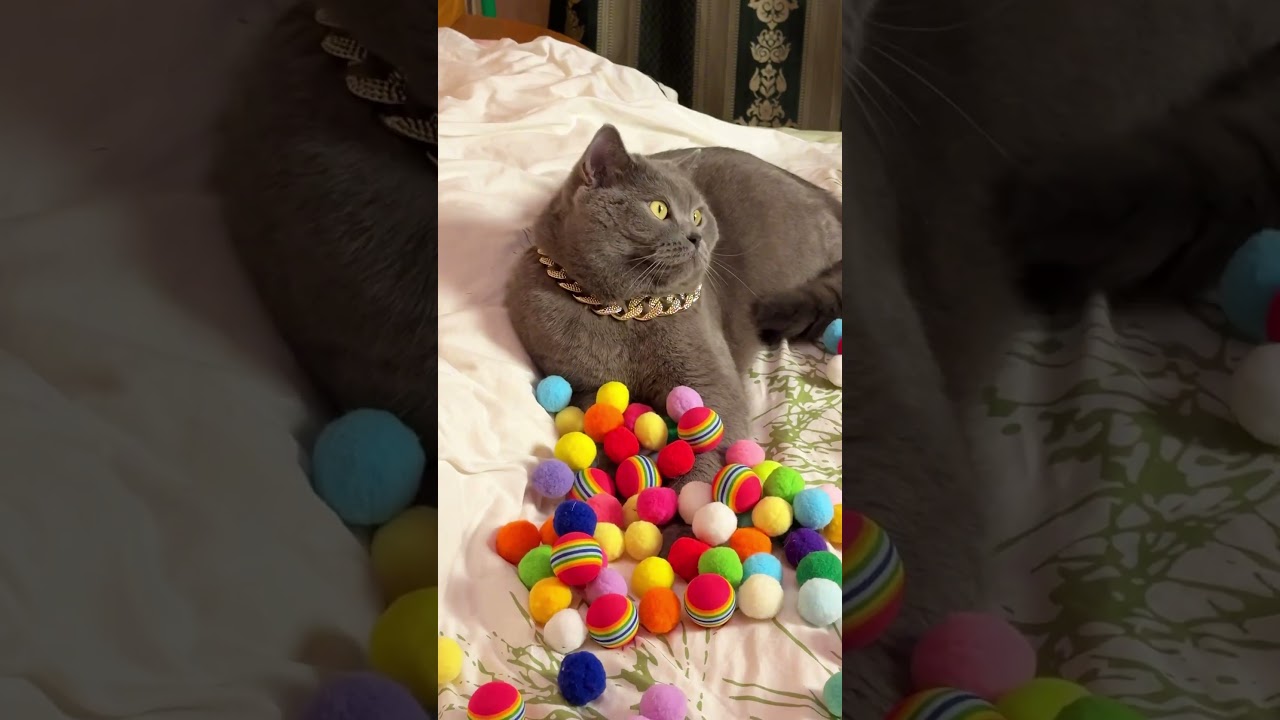 Cat Products You Didn't Know EXISTED