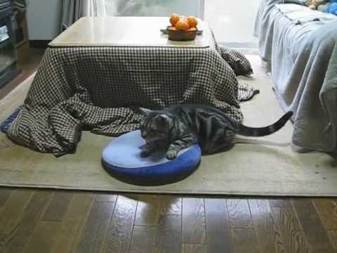 アメショのゆずさんが回ってるだけ