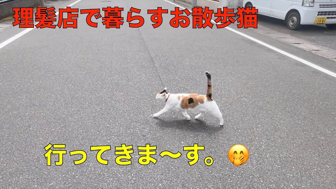 お散歩猫＾＾今日もお出かけ〜ただいま〜仲良しな三毛猫と茶トラ（理髪店で暮らす猫達）