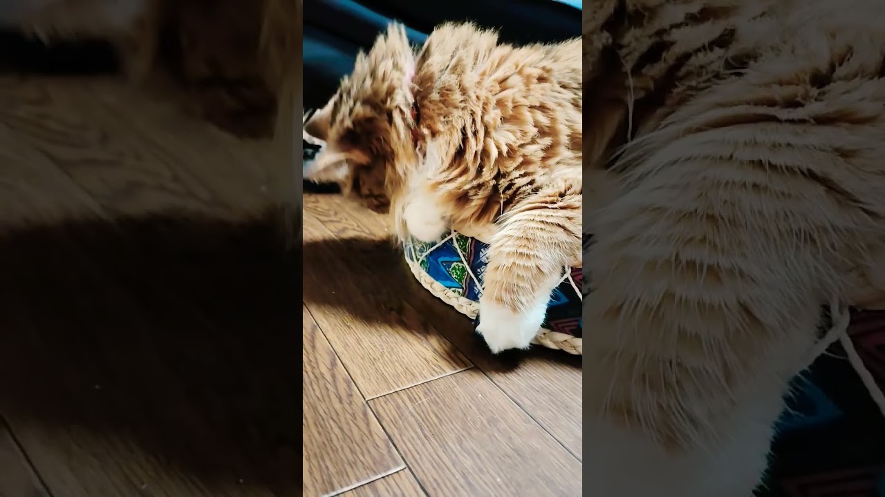 #サイベリアン大好き #サイベリアン #cat #猫のいる暮らし #猫 #ねこ #siberian #猫好きさんと繋がりたい
