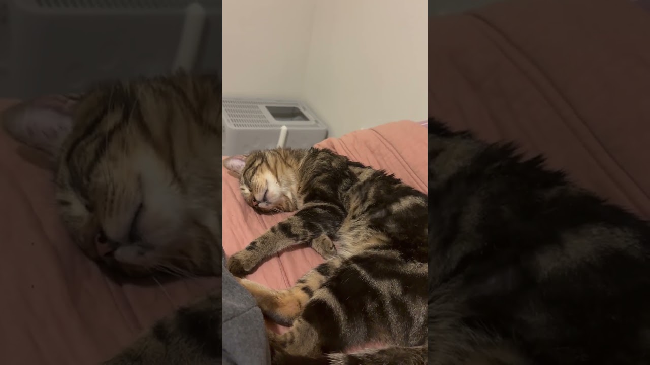 Mud Spelled Backwards