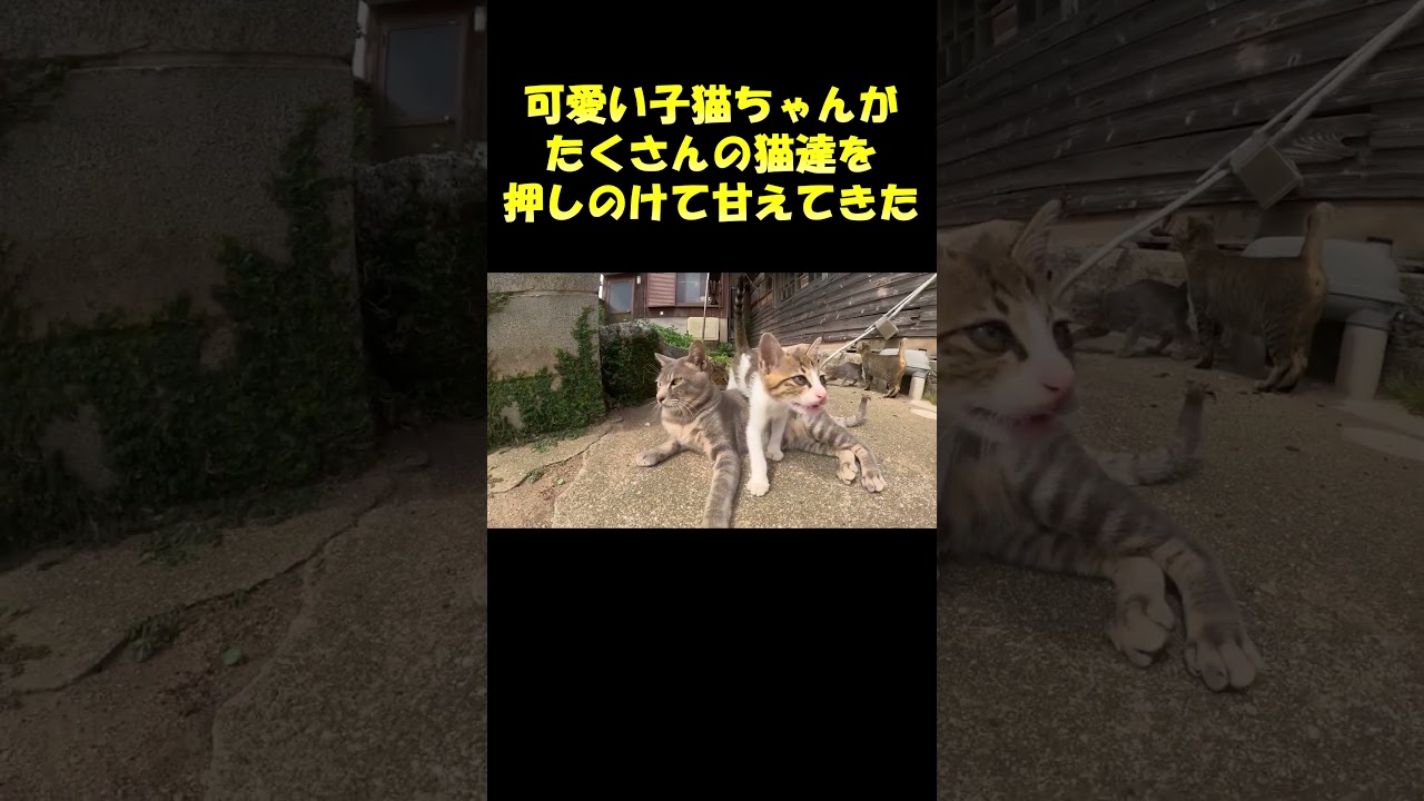 可愛い子猫ちゃんがたくさんの猫達を押しのけて甘えてきた #cat #猫 #野良猫