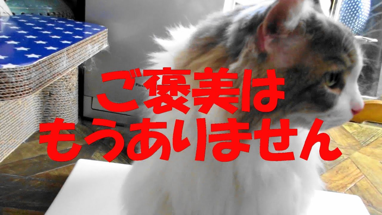 目指せモモ20歳～何かと思い通りにならない猫😿～水増しの技😁でボディ・コンディション・スコア（BCS）4～5❓ポチャデブミルクは毎日お腹一杯で減量を目指します