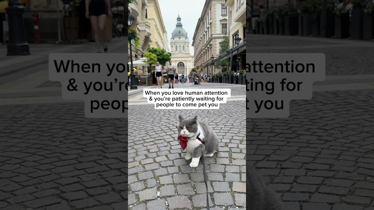 Todd loves human attention and will often walk up to people asking for pets #catlove #cat #shorts