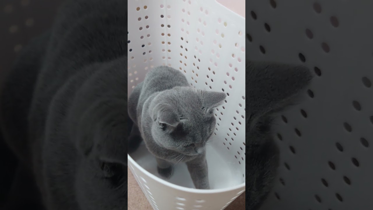 【猫動画】洗濯かごに入ってご機嫌な猫 #shorts #猫 #ネコ #シャルトリュー #cat #ねこ #保護猫
