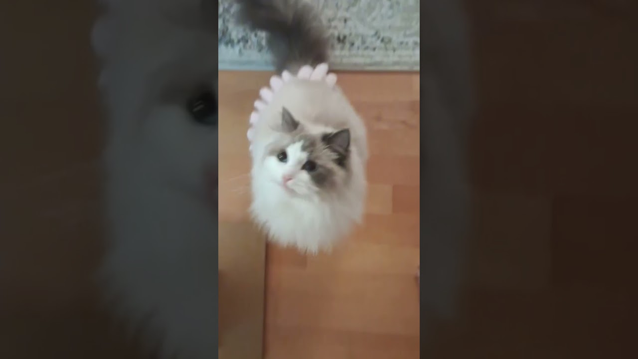We just reached 240 subscribers!!!! So happy!!!😁😁😁 #ellamyragdoll #ragdollcats #subscribers