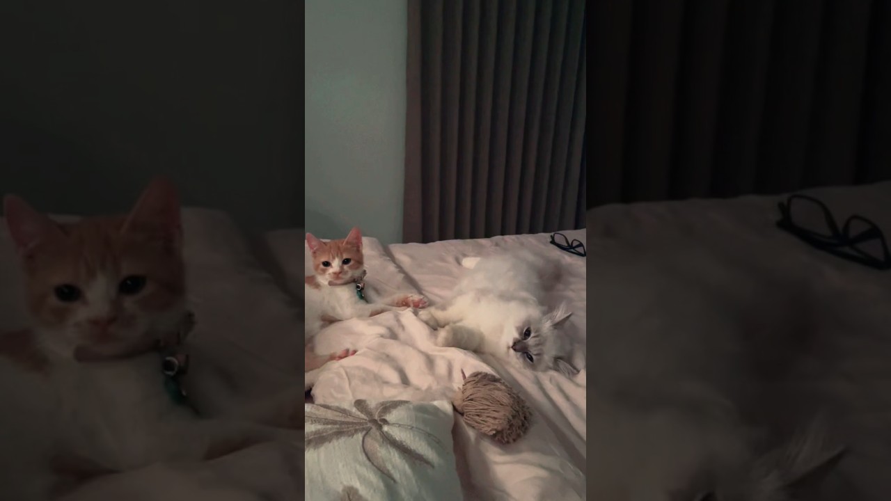 A Kitten Love Story ❤️ #Kitten #cat #catlover #lovestory