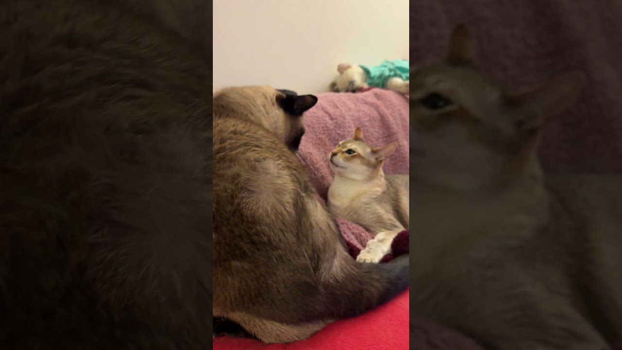 たぬき猫が思う存分ペロペロさせてくれないのでたたいちゃうシンガプーラなのにゃ♪ #cat #シンガプーラ #トンキニーズ#たぬき猫