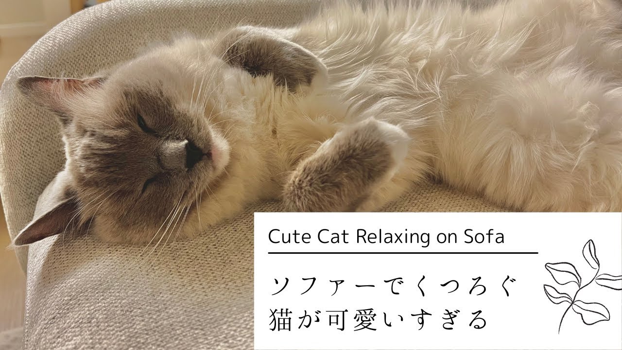 ソファーでくつろぐラグドール猫が可愛すぎる！