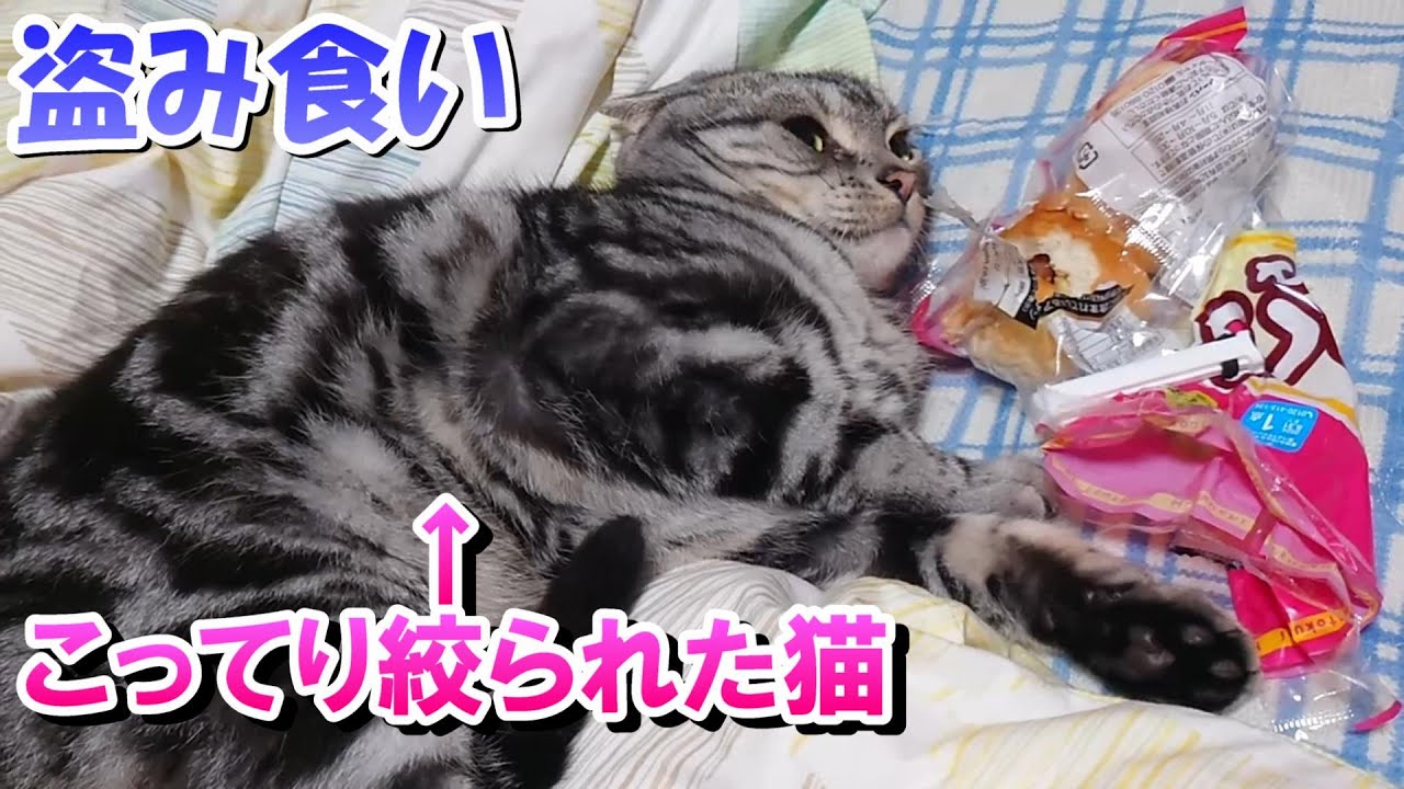 こってり絞られました。ソラさん盗み食い（アメリカンショートヘア）