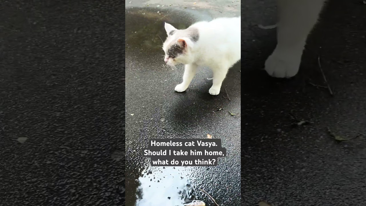 Alone Poor Hungry Cat 🐈!#cat #cute