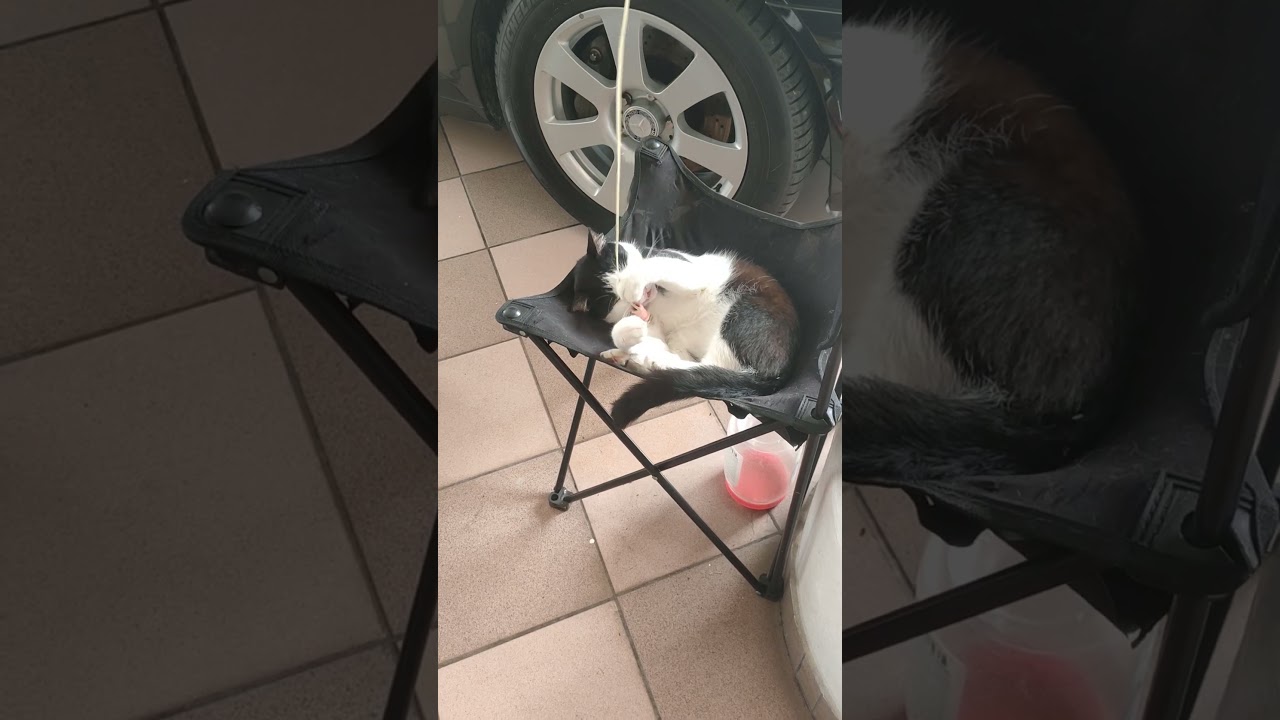 LAKUKAN INI SUPAYA KUCING MAU BERMAIN#shorts#cutecat#cat