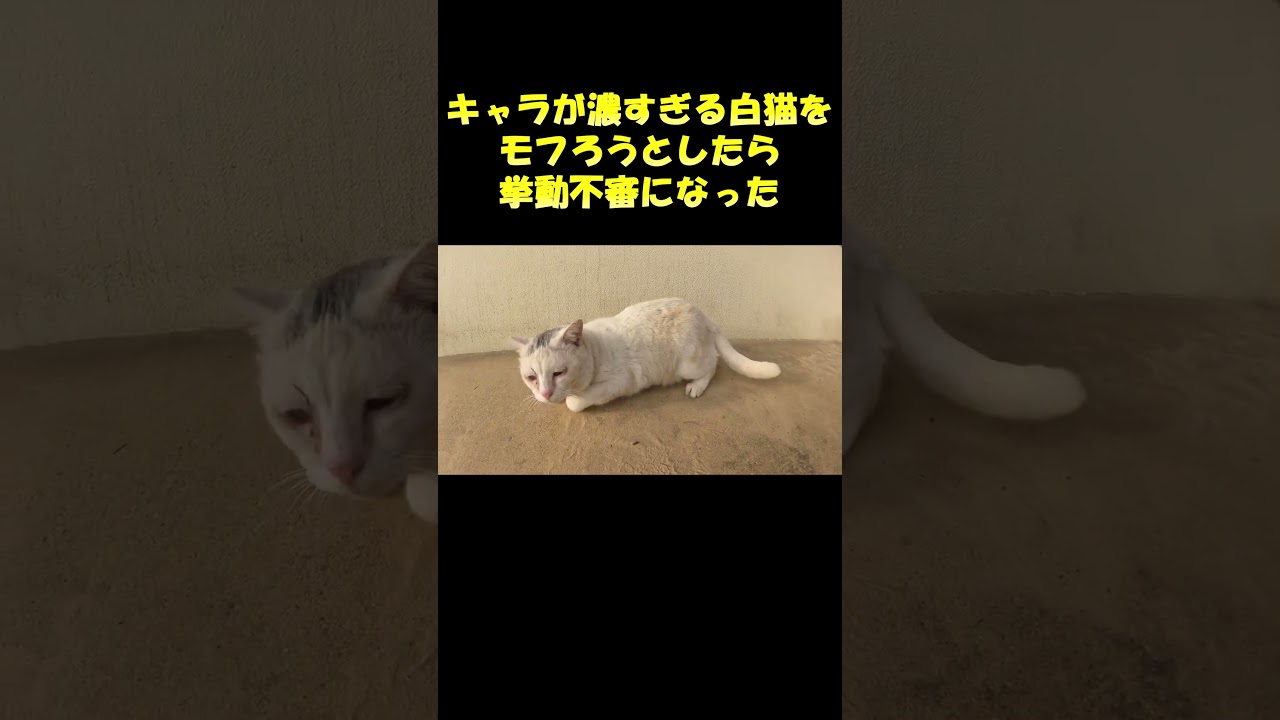 キャラが濃すぎる白猫をモフろうとしたら挙動不審になった #猫 #野良猫 #cat