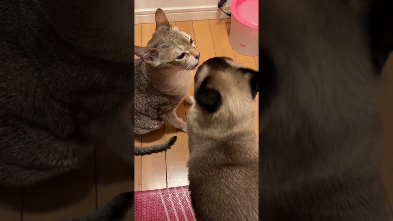 冷蔵庫前で仲良しペロペロしつつご飯待ちのシンガプーラとたぬき猫なのにゃ♪ #cat #シンガプーラ #トンキニーズ#たぬき猫