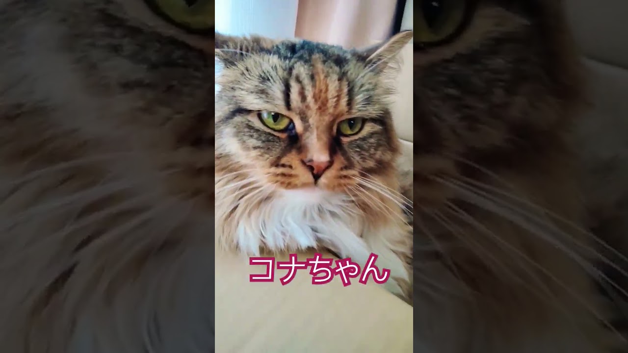 段ボール好き❤ #サイベリアン大好き #サイベリアン #cat #catlover #猫 #ねこ #ネコ #猫好きさんと繋がりたい  #猫のいる暮らし #siberian #先住猫 #段ボール