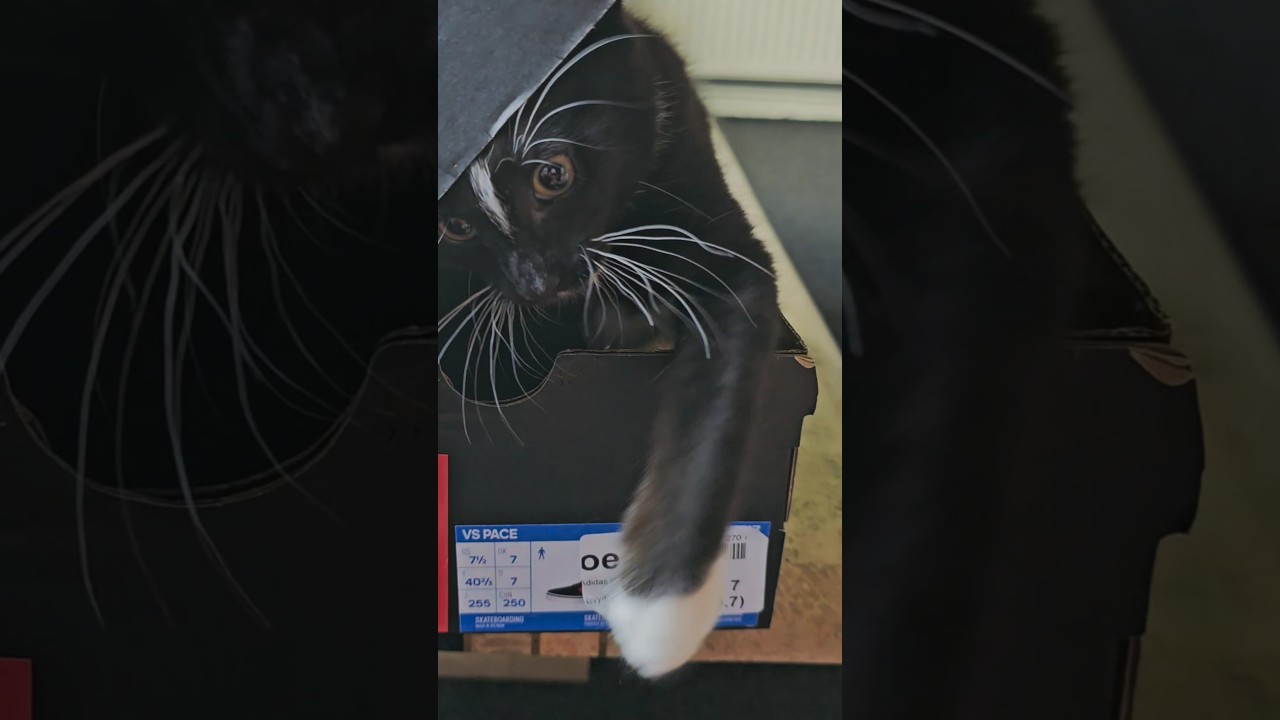 kitten in a box 😸😺 #shorts #shortsvideo #kitten