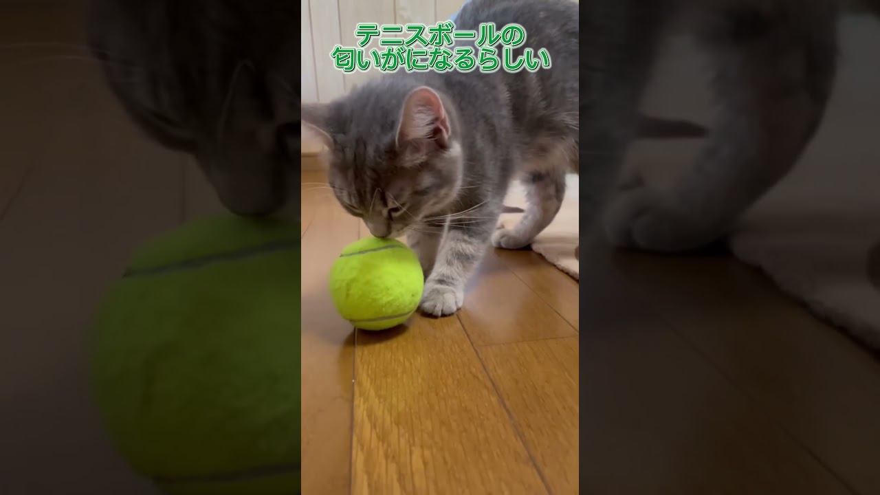 テニスボールの匂いが気になるらしい#カヲルくん#ねこのいる生活 #cat #マンチカン