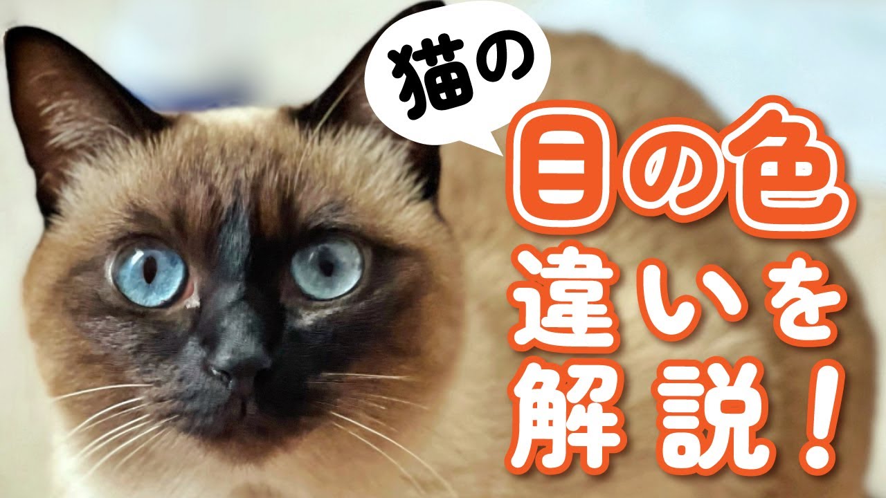 【猫の不思議】猫の目の色は何種類？色の違いを解説！