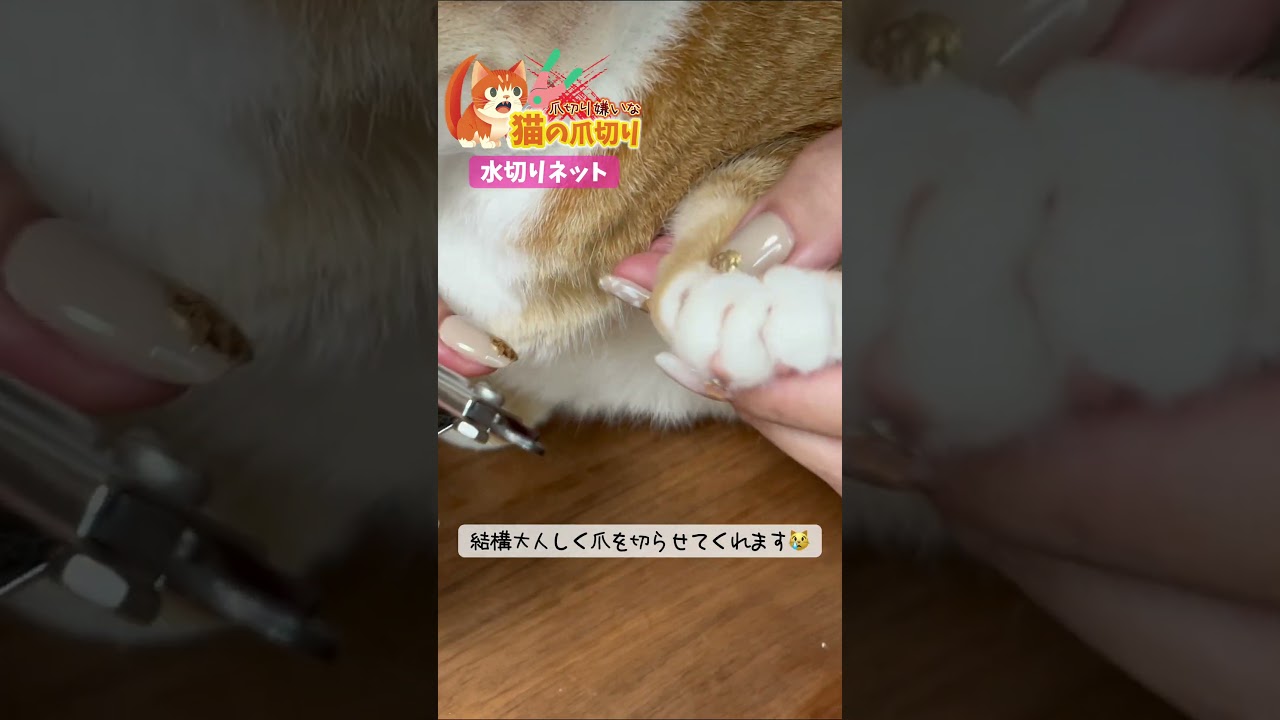 今話題の猫の爪切り😸#shorts