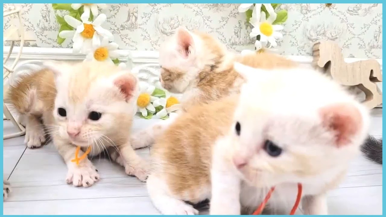 ペットショップCOO&RIKU No00689828(アメリカンショートヘアー)