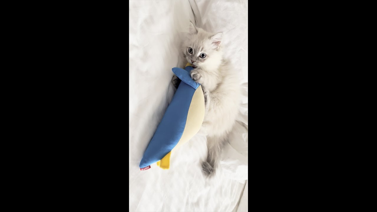 Kitten kicking penguin けりぐるみで遊ぶ子猫