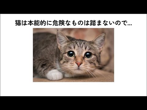 【涙腺崩壊】猫の本音10選が泣けます😢