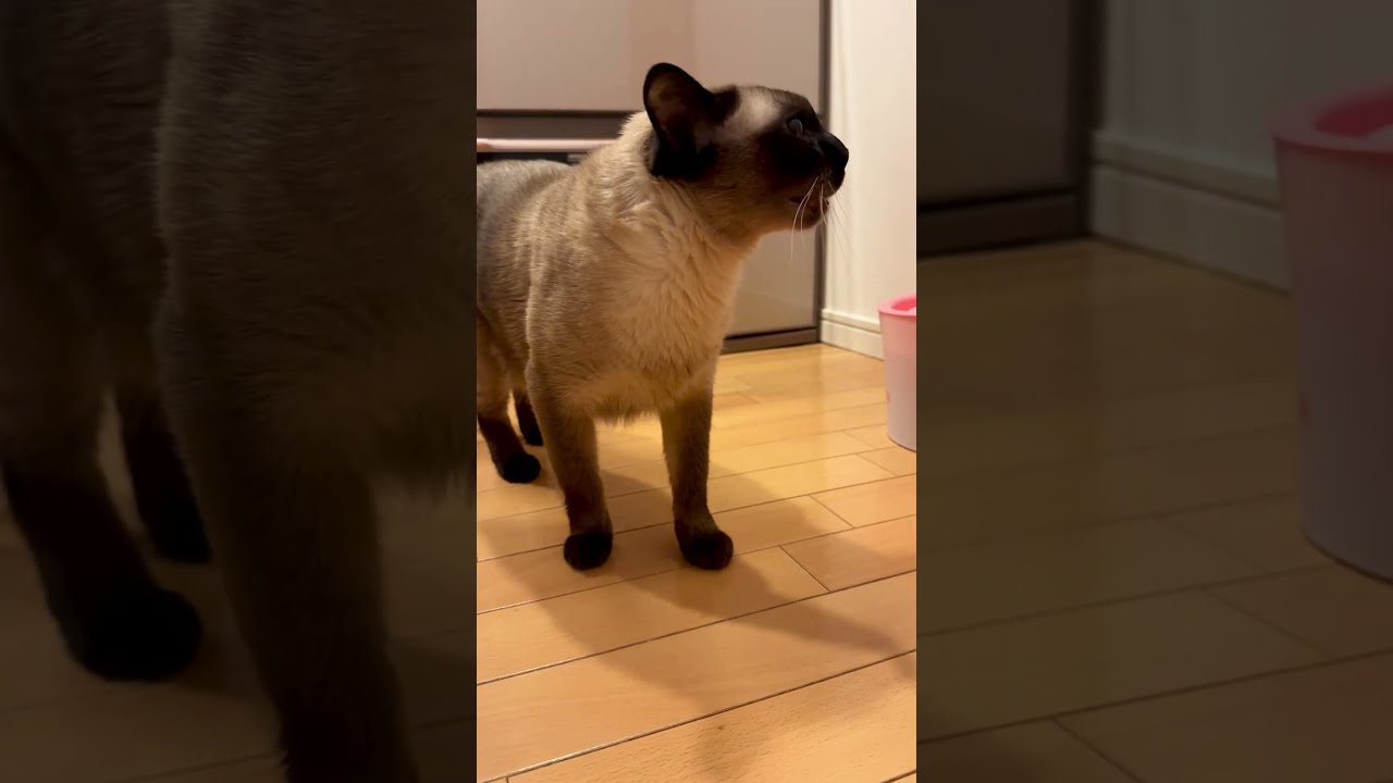 「ご飯はまだなのかにゃ」と文句を言っていそうなたぬき猫なのにゃ♪ #cat #シンガプーラ #トンキニーズ#たぬき猫