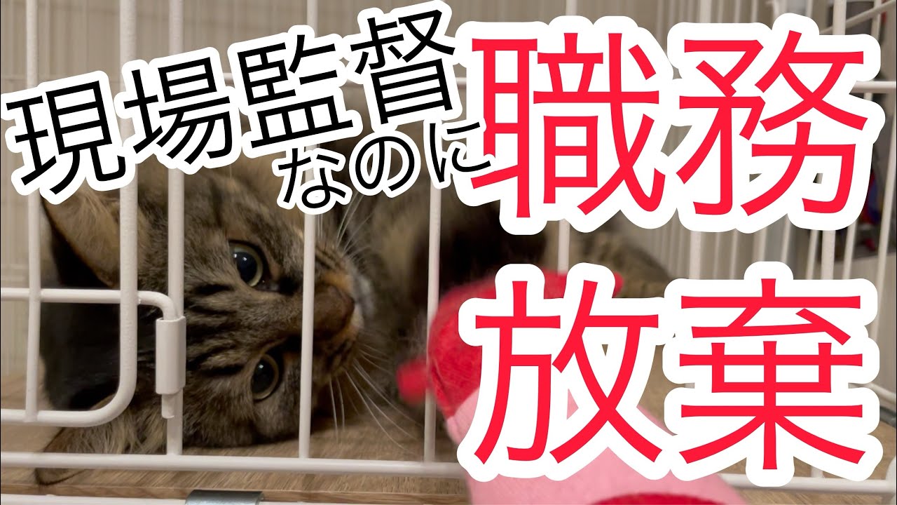 現場監督おこりんぼねこは職務放棄して遊び呆けていますw