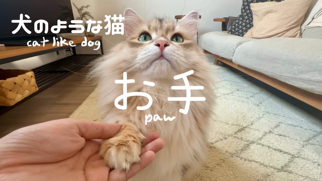 サイベリアンは芸達者？｜teach a cat the “paw” command