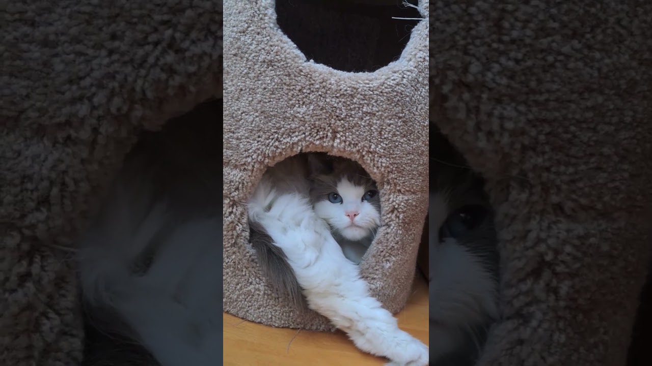 Where is the problem? I still fit! 😅 #ragdolls #funnyanimals #catlover #ragdollshorts #cat #cute