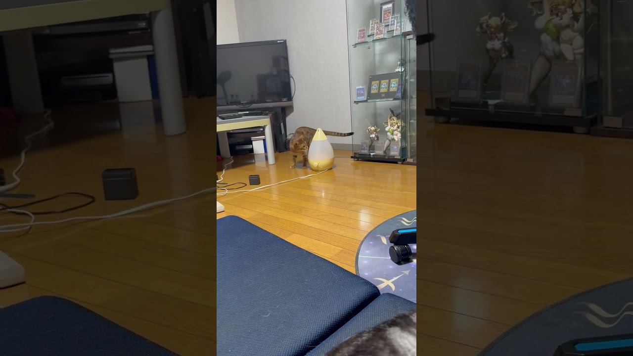 寝てるときにごとごと音がすると思ったら… #shorts