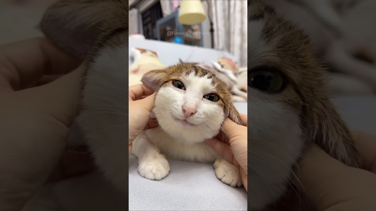 #114 Try Not To Laugh Cats And Dogs Videos 🐶🐱 #funny #cute #reels