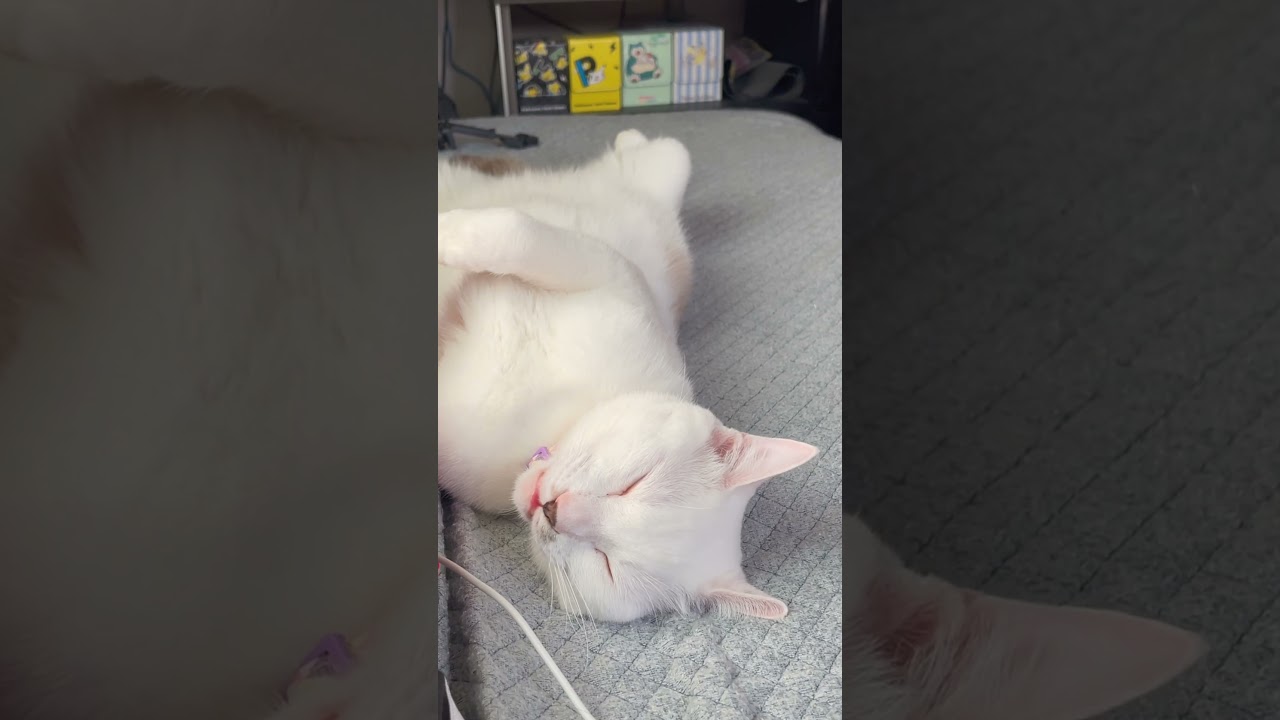 渾身の返事のあと力尽きて倒れる弟猫
