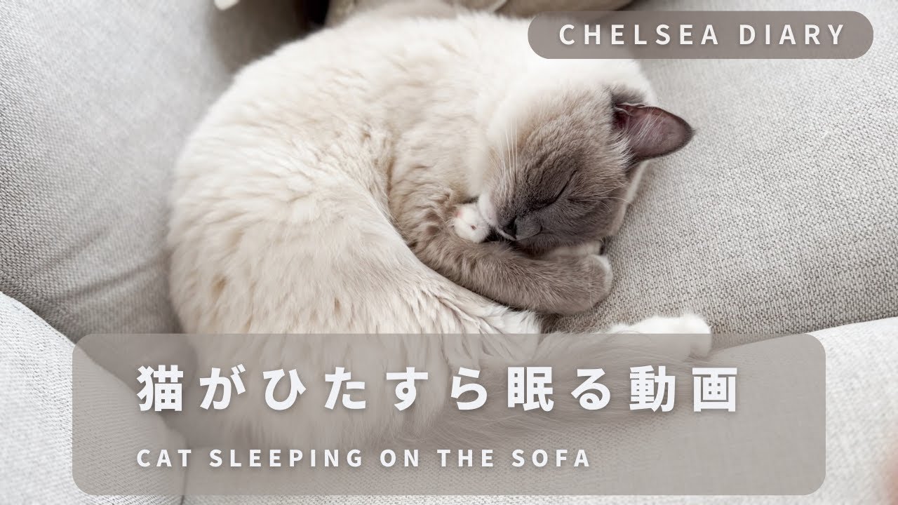 ラグドール猫がソファーの上でひたすら眠る動画
