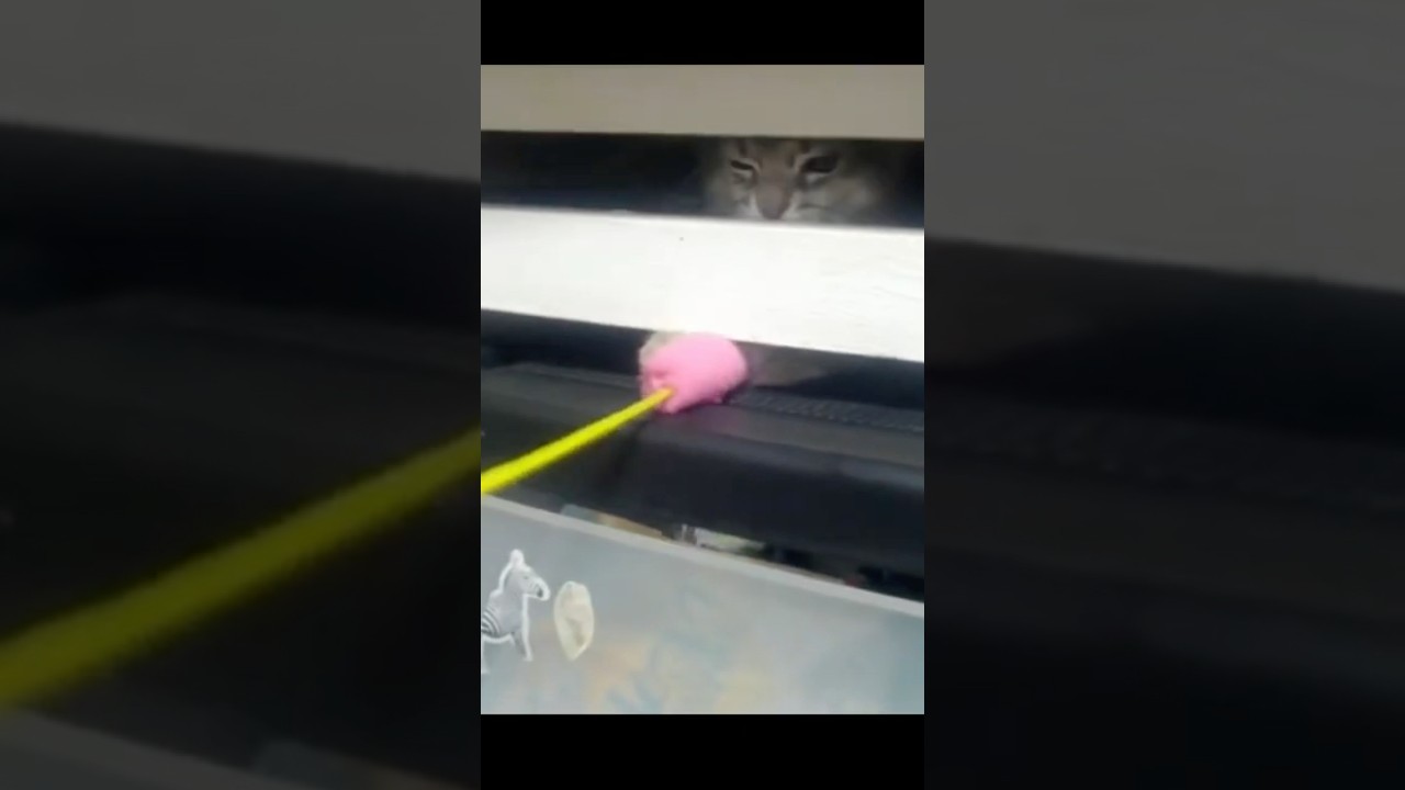 【捨て猫】スキマから覗く子猫　戯れ合う　保護猫　捨て猫　可愛い猫