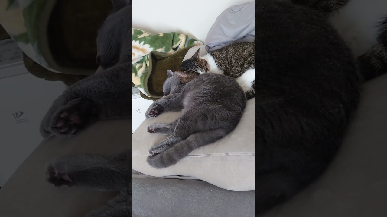 【猫動画】2匹で仲良くお昼寝している猫たち #shorts #猫 #ネコ #シャルトリュー  #cat  #ねこ #保護猫