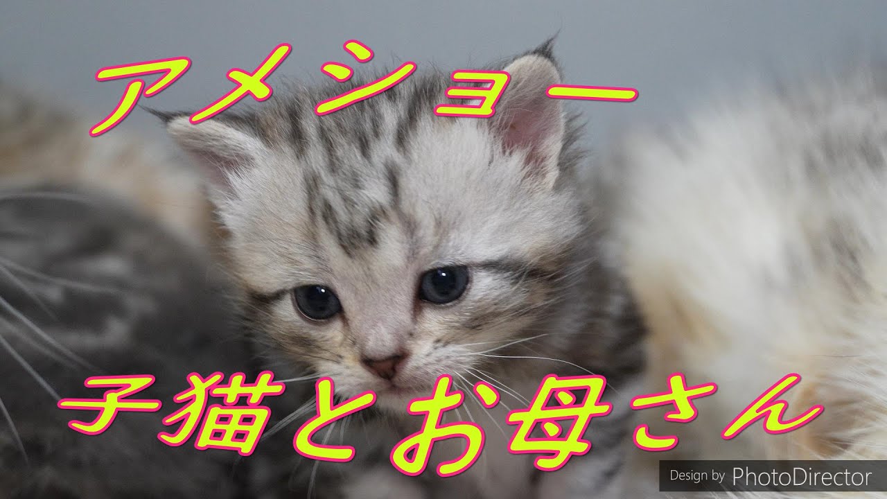 アメショー子猫とお母さん