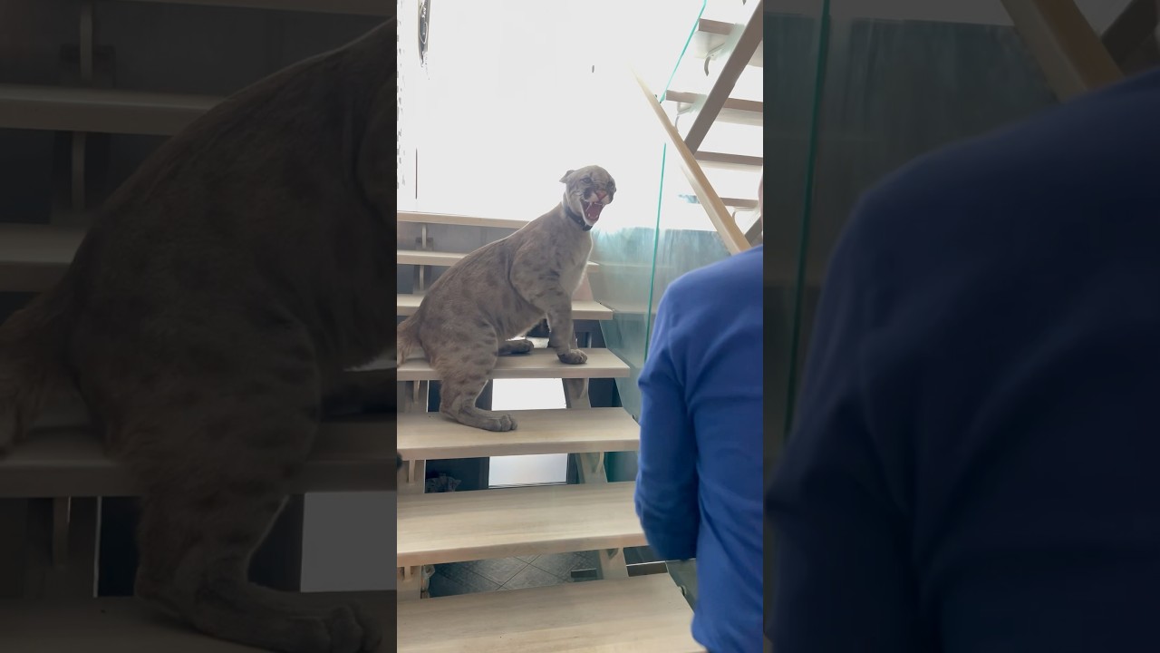 The cat does not let Daddy Zhenya go up)).  #braige #animals #cougar #bigcat