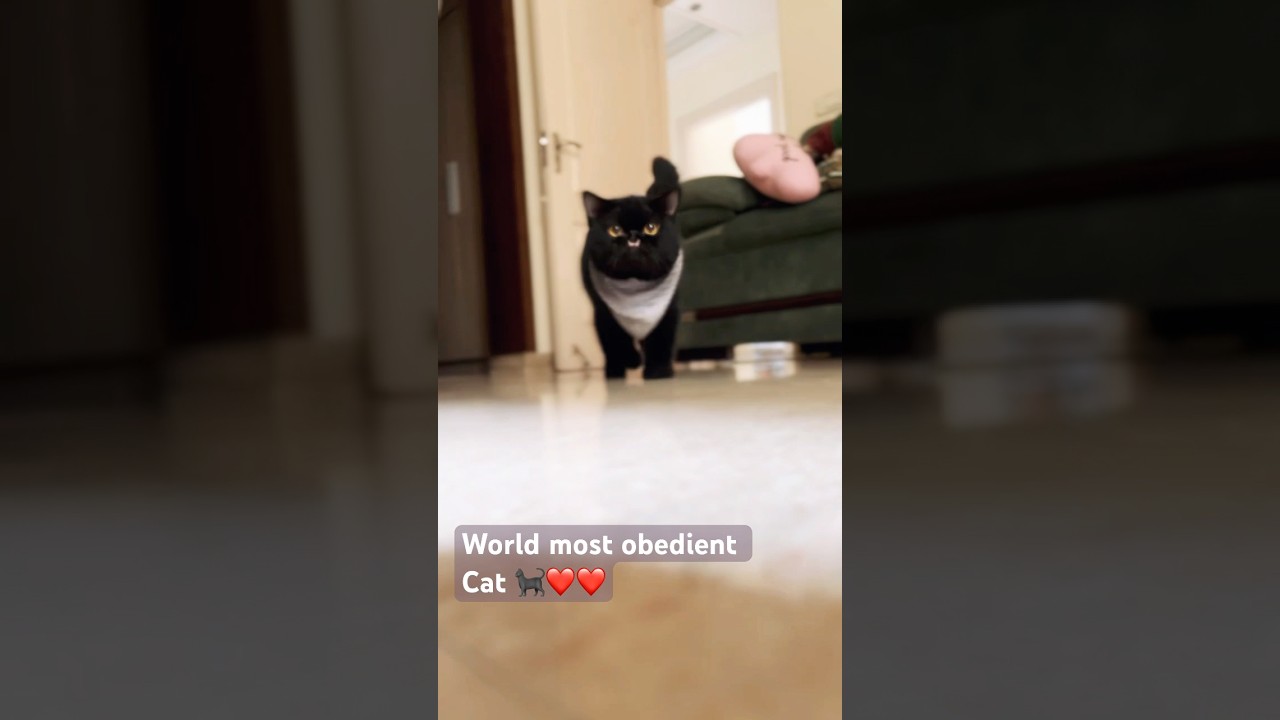 #cat #cute #puppy #subscribe #pets #catvideos #kitten #funnyanimal