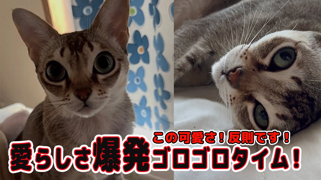 【シンガプーラー】ただただゴロゴロしているだけなのに、なぜこんなに愛らしいのでしょうか？