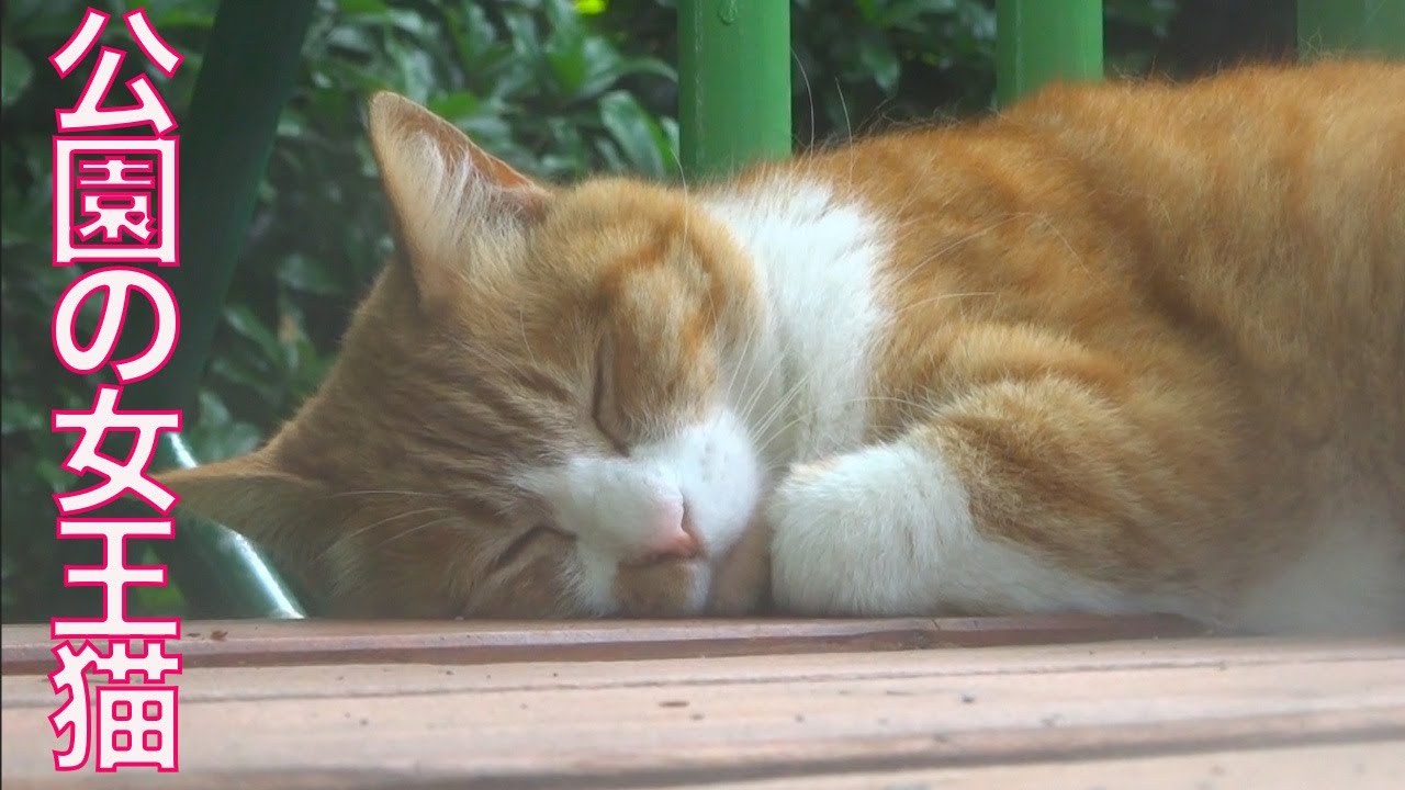 心優しき公園の女王猫、その魂は永遠に The Queen-cat 'Kurishiro'
